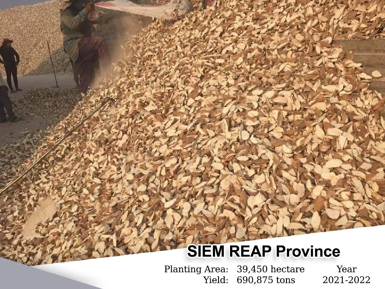 Seim Reap, Planting Area: 20,414 Heactars, Yield: 408,280 Tons , Year: 2021-2022